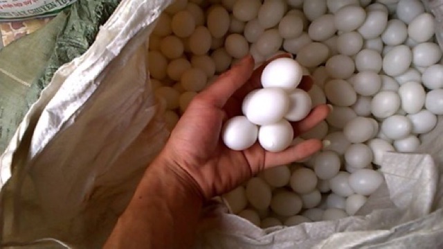 Trứng Bồ Câu Nước 10 quả