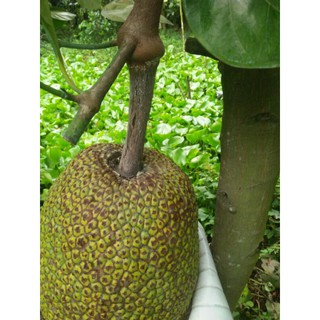 Phân bón vi lượng ĐỒNG CANXI