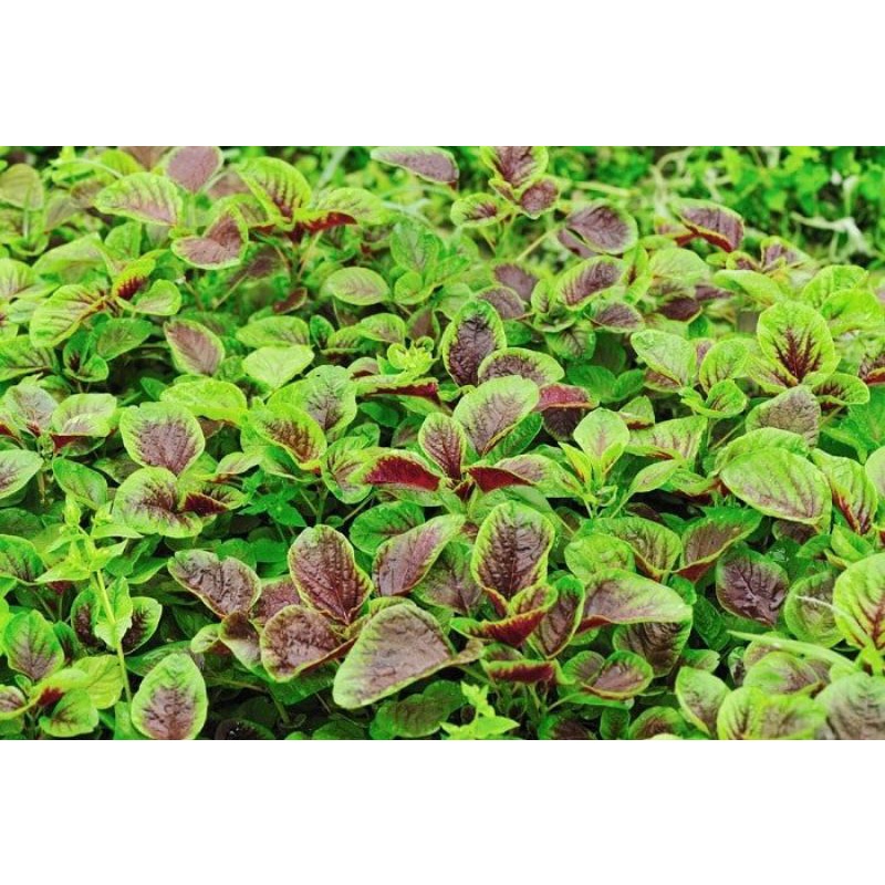 Hạt giống rau dền