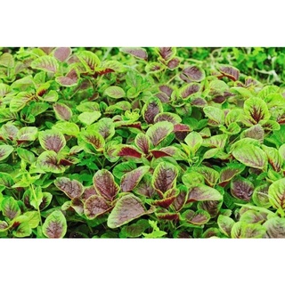 Hạt giống rau dền