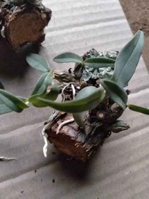 Combo 3 bản bạch hoả hoàng