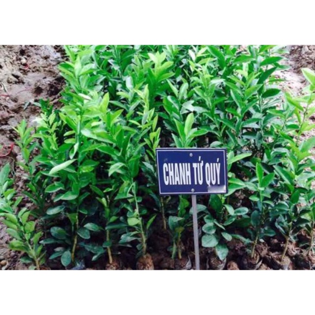 Cây giống chanh tứ quý