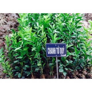 Cây giống chanh tứ quý