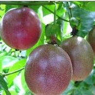 Phân bón Siêu To Củ PIV -Phì củ, nặng củ, chắc củ, bóng củ, chống thối, nứt trái, kéo tinh bột vào củ - Loại 50gam