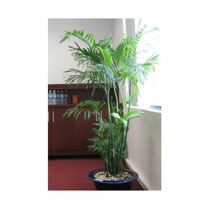 CAU HAWAI MANG NHIỀU TÀI LỘC - VẬN MAY CHO GIA CHỦ