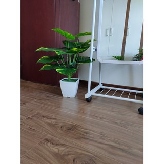 CÂY TRẦU BÀ ĐỐM 18 LÁ TO - 60cm