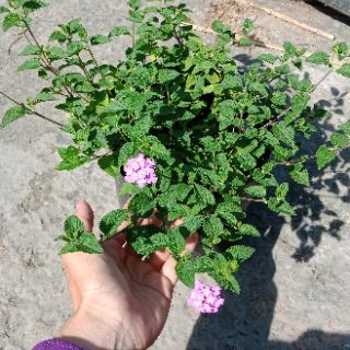 Cây hoa ngũ sắc tím rũ