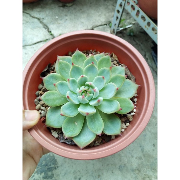 Sen đá bánh bao lửa size 12cm