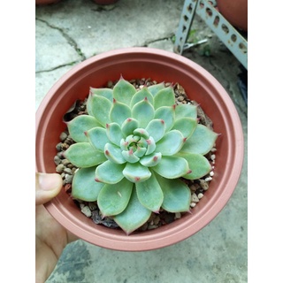 Sen đá bánh bao lửa size 12cm
