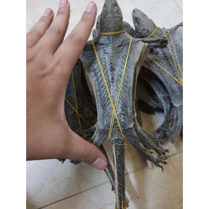 Tắc kè khô/1 con to | BigBuy360 - bigbuy360.vn