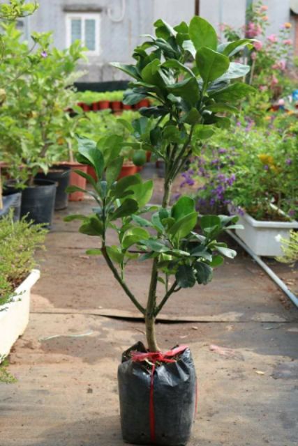 Bưởi da xanh ruột đỏ