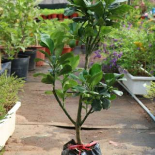 Cây 🌲 Bưởi da xanh ruột đỏ 1m