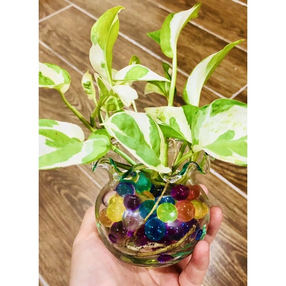 Chậu trầu bà sữa mini để bàn 5x5cm