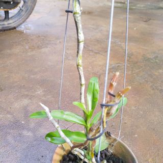 Hoa phong lan giả hạc ma bó