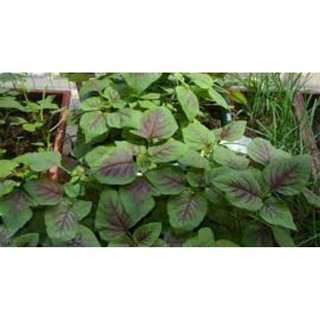 20g-Hạt Giống Rau Dền Tiều