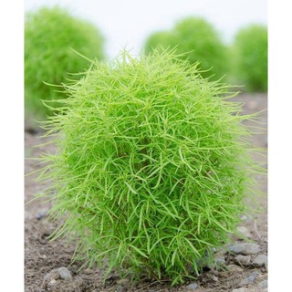 Hạt Giống Cỏ Đổi Màu - 50 hạt