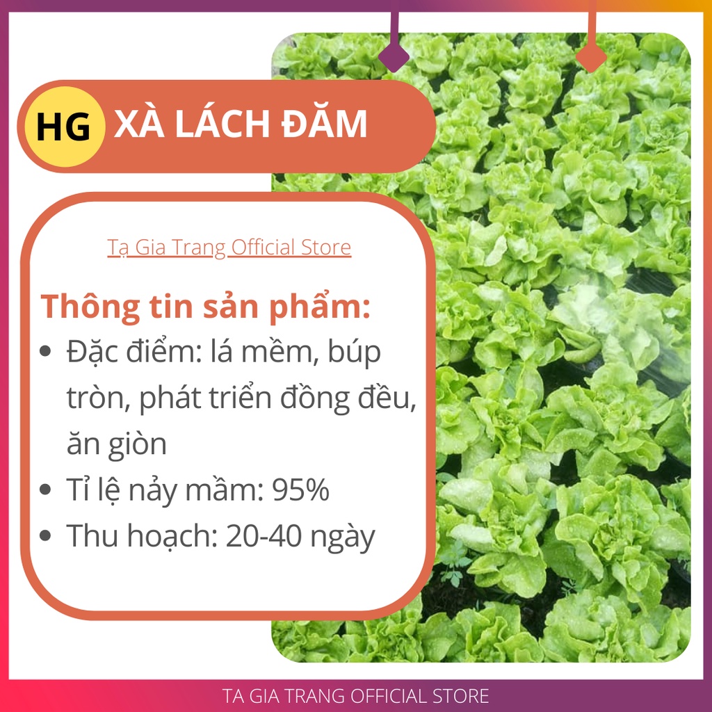 Deal 1K - 50 Hạt giống xà lách đăm (xà lách cuộn) xanh - Tập làm vườn cùng Tạ Gia Trang