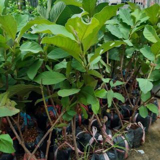 Cây ổi nữ hoàng