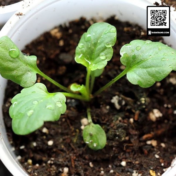 Hạt giống hoa pansy (hoa păng xê) - Gói 0.03g