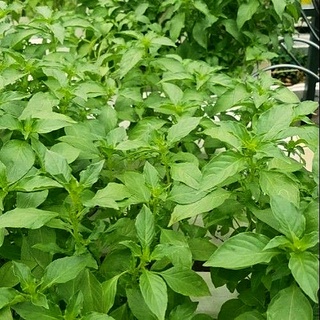 Hạt giống Lá É (RD189) gói 5gr - Rất dễ trồng