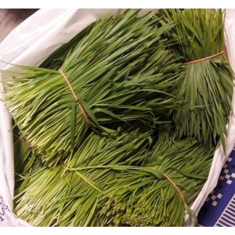 Cỏ lúa mì khô wheatgrass, tiểu mạch thảo non ,Jolly Cỏ Lúa Mì Hái Thủ Công 350g cho thỏ,bọ ú, chinchilla