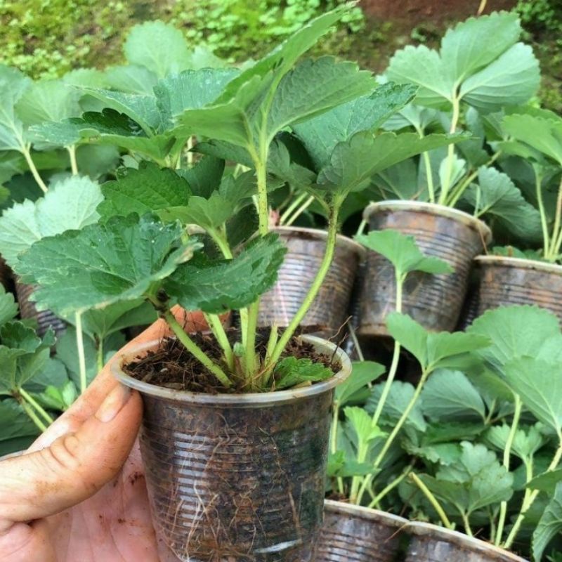 Cây Giống Dâu Tây Chịu Nhiệt