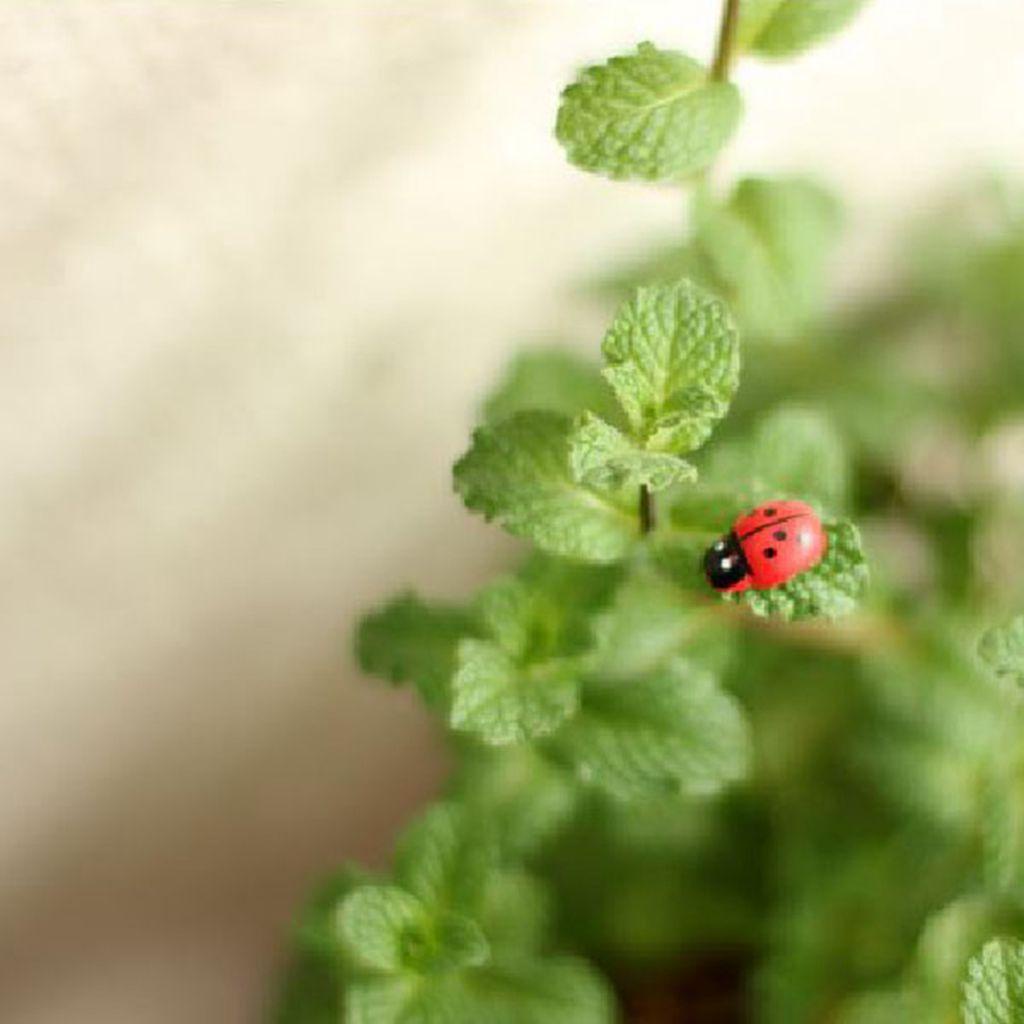 Set 20 Bọ Rùa Mini Dễ Thương Dùng Để Trang Trí Cây Bonsai Tiện Dụng