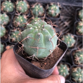 Xương rồng matu