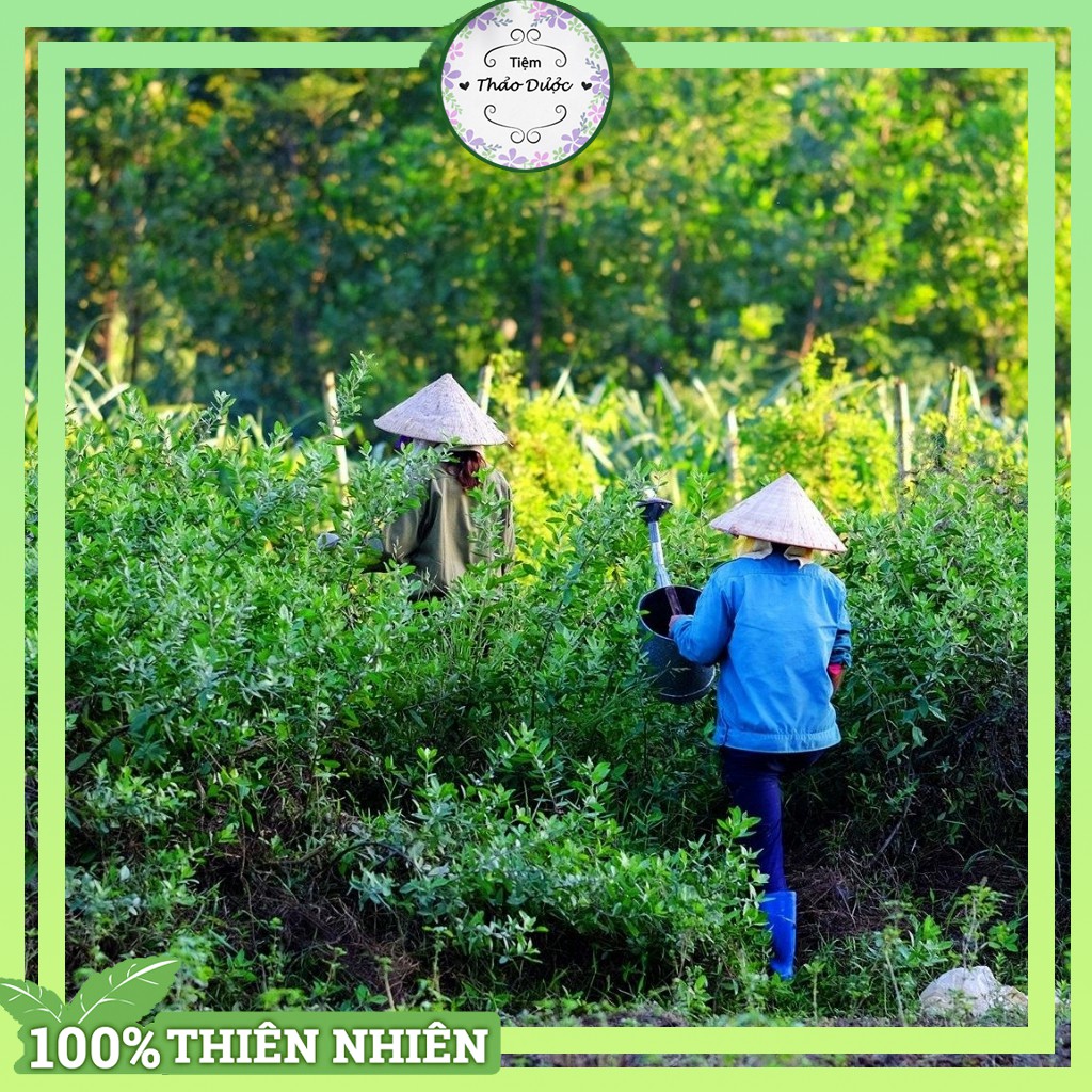Tinh dầu tràm nguyên chất Tiệm Thảo Dược Xanh tinh dầu thiên nhiên ngừa muỗi đốt và côn trùng cắn
