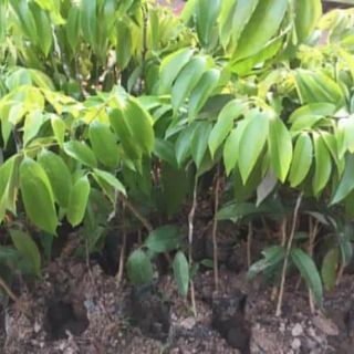 cây giống vải thiều
