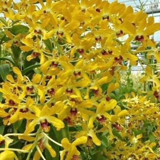 Dendro Nắng, Màu Sắp Hoa