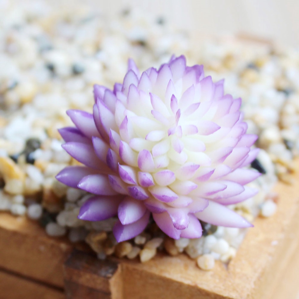 Mô hình cây nhựa bằng PVC dễ dàng chăm sóc