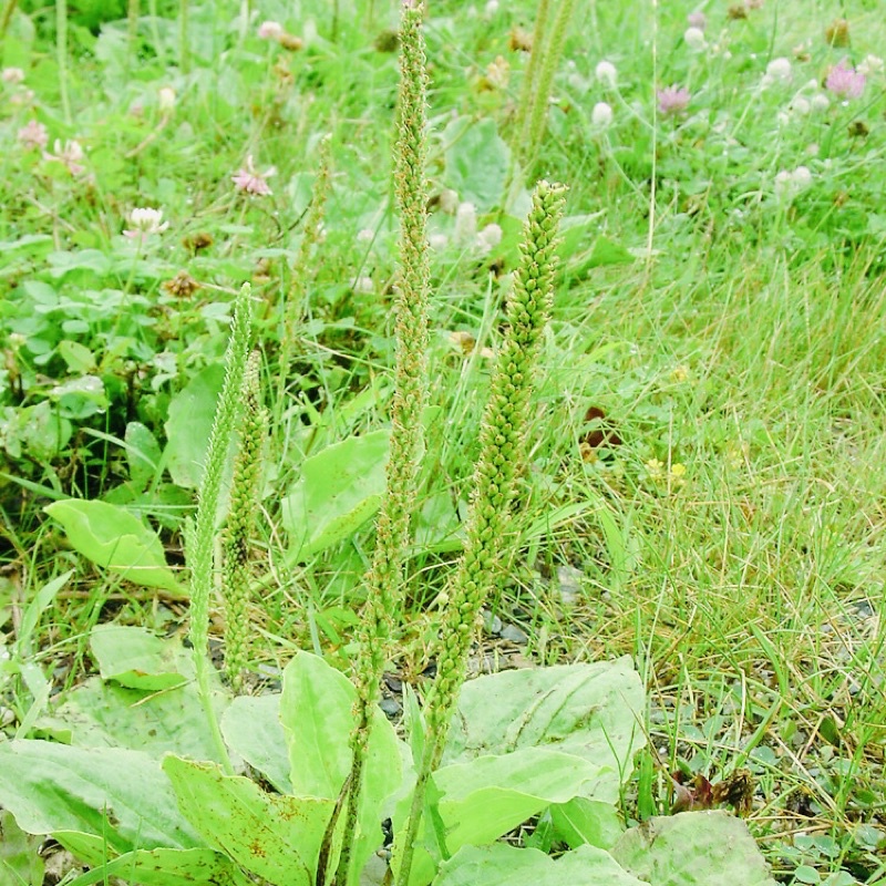 Bông mã đề túi 300g