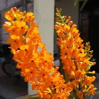 Lan hỏa hoàng cam trưởng thành sắp hoa