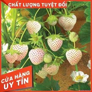 Hạt giống dâu tây trắng - 100 hạt