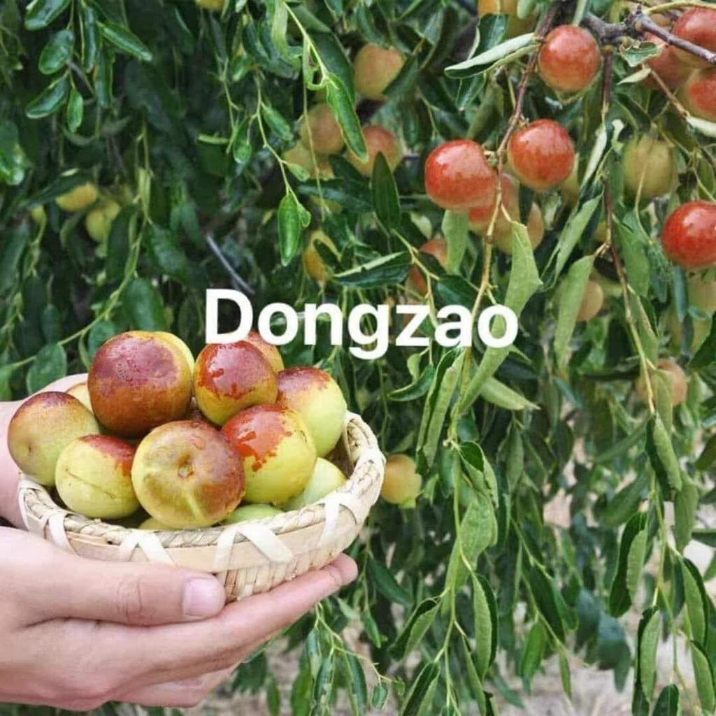 GIỐNG HỒNG TÁO DONGZAO