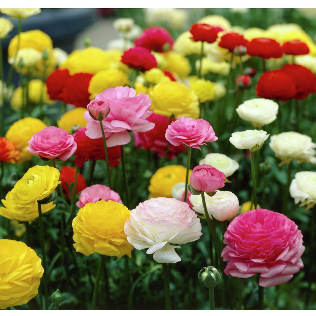 Hạt giống Hồng Ri Ba Tư F1 Sakata Nhật Bản Mix Màu - 10 hạt - Cam kết nảy mầm ( ảnh thật)