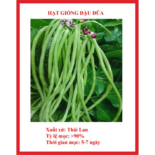 GÓI 10GR HẠT GIỐNG ĐẬU ĐŨA