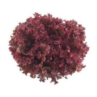 Hat giống rau xà lách xoăn tím 5GR