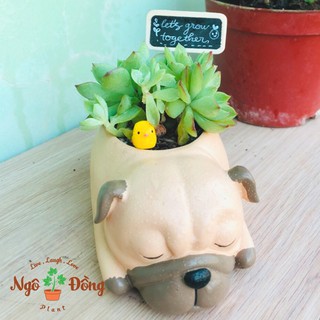 Chậu Trồng Cây Sen Đá Xương Rồng Hình Chú Chó Pug Đang Ngủ Trang Trí Văn Phòng Bàn Làm Việc Học Tập