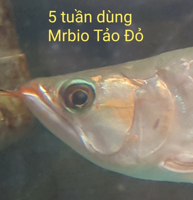 Mr Bio Tảo Đỏ - Tăng Màu Tăng Kháng Thể Cho Cá Cảnh (Hàng Công Ty)