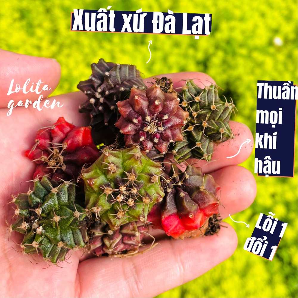 Xương rồng gymno Đà Lạt 6 cây size mini cây cảnh trang trí nhà cửa Lolita garden