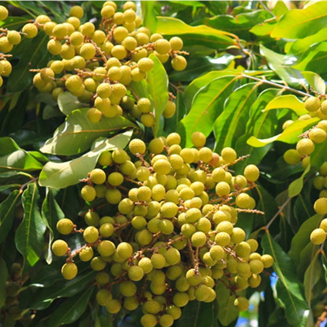Phân bón hữu cơ 𝐂𝐀𝐍𝐗𝐈 𝐁𝐎 Chống rụng trái non, tăng đậu trái sử dụng cho cây ăn trái, cây trồng các loại.