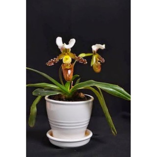 (Mới) Lan hài Trần Liên