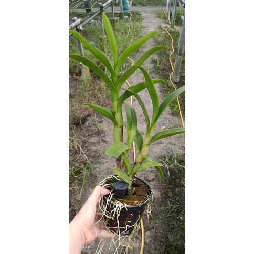 Dendro nắng vàng tia siêng hoa lâu tàn cây trưởng thành