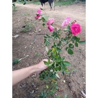Cây giống hoa hồng chùm