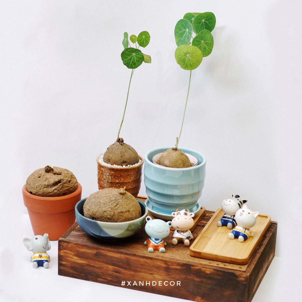 Củ Bình Vôi Thái - Stephania Erecta (xanh_decor)