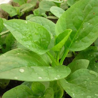 Hạt Giống Rau Mồng Tơi gói 20 gam