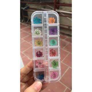 hoa khô, hoa thật ép khô trang trí móng