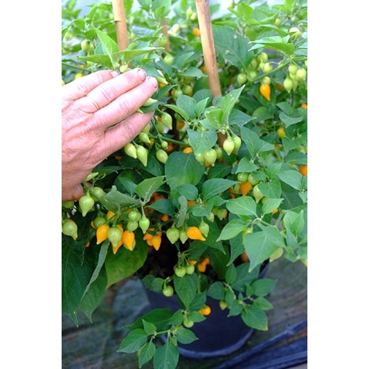 Hạt giống Ớt Mỏ Chim Vàng (Biquinho Yellow) - Ớt Trái Tim - 10 hạt Nhập khẩu Mỹ